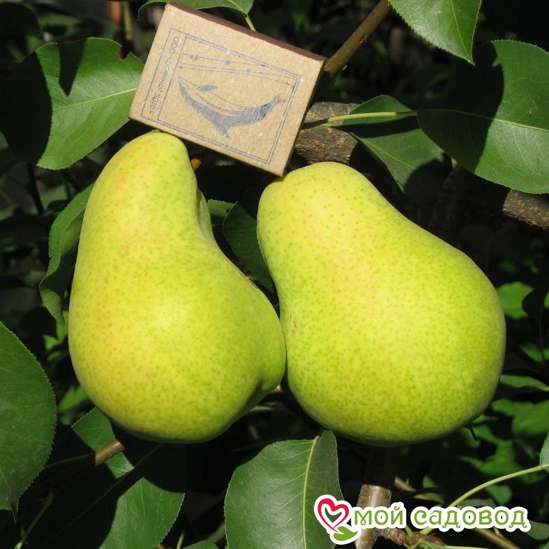 Груша Чижовская