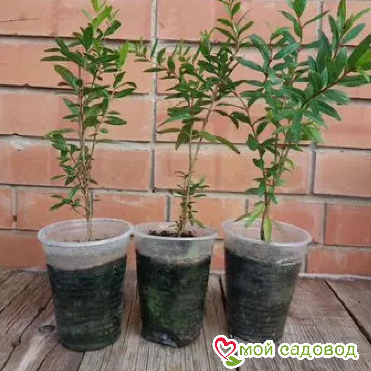 Гранат Шароли