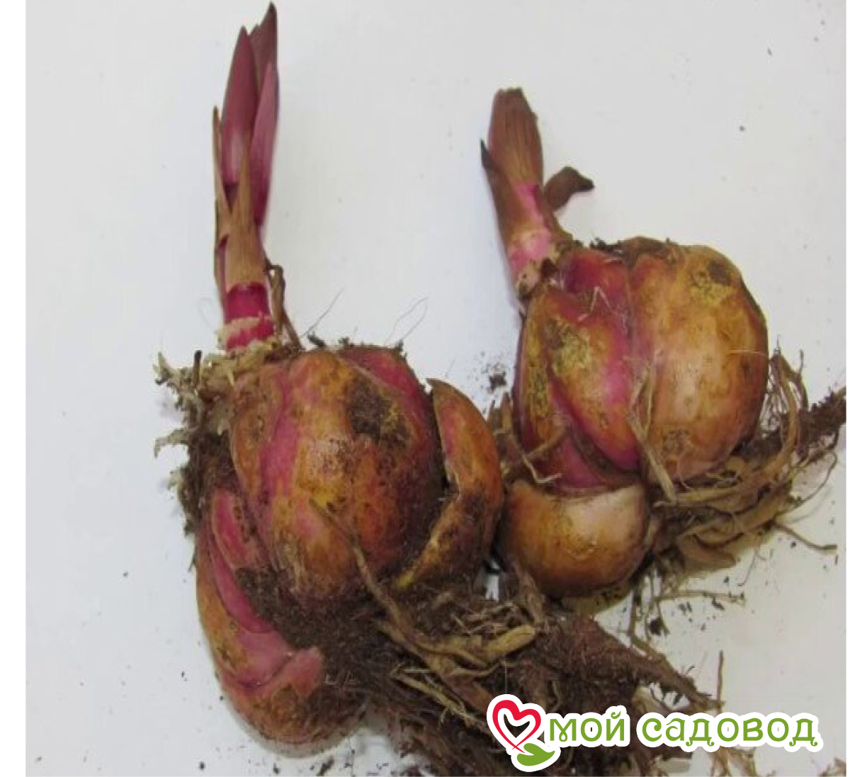 Лилия Глубокий Поцелуй